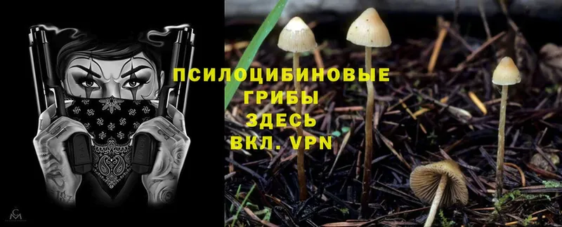 Псилоцибиновые грибы Magic Shrooms  купить наркотики сайты  Кириллов 